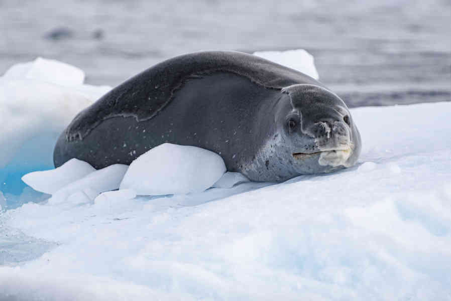 Foca Leopardo - Antártida 12.jpg